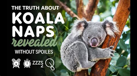 How Much Does a Website Cost in Australia? And Why Do Koalas Love Eucalyptus So Much?