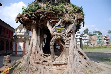  Mahadev and the Mighty Mango Tree -  A Tale of Divine Wisdom and Fruity Foolishness!