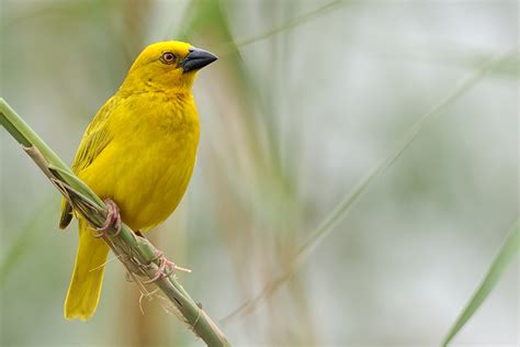  The Golden Weaver: A Colombian Folktale About Courage, Hope and Threads of Destiny!